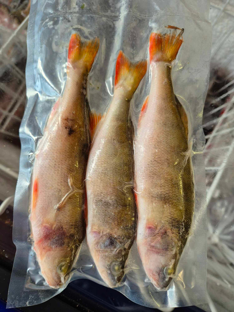 Perch 3 pcs/pack